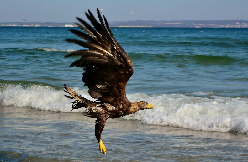 a large eagle flies over a wave in the ocean