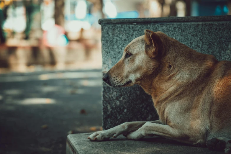 a dog that is sitting on the side of a bench