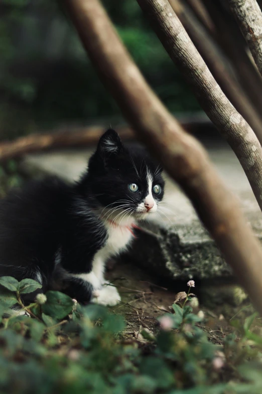 a kitten is sitting by the trees looking at soing