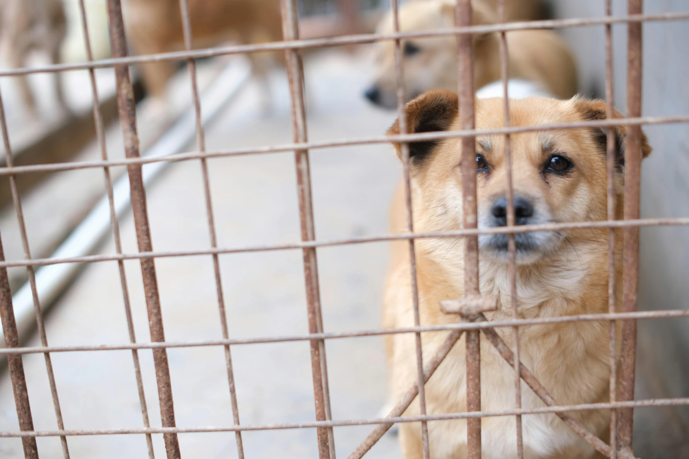 three dogs sitting in a cage on a sidewalk