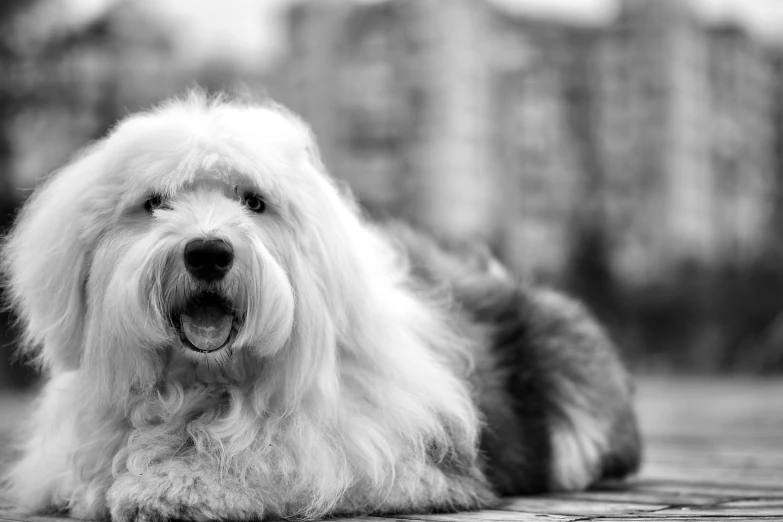 a white fluffy dog is laying down