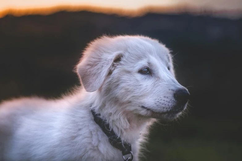 a white dog is sitting on the grass