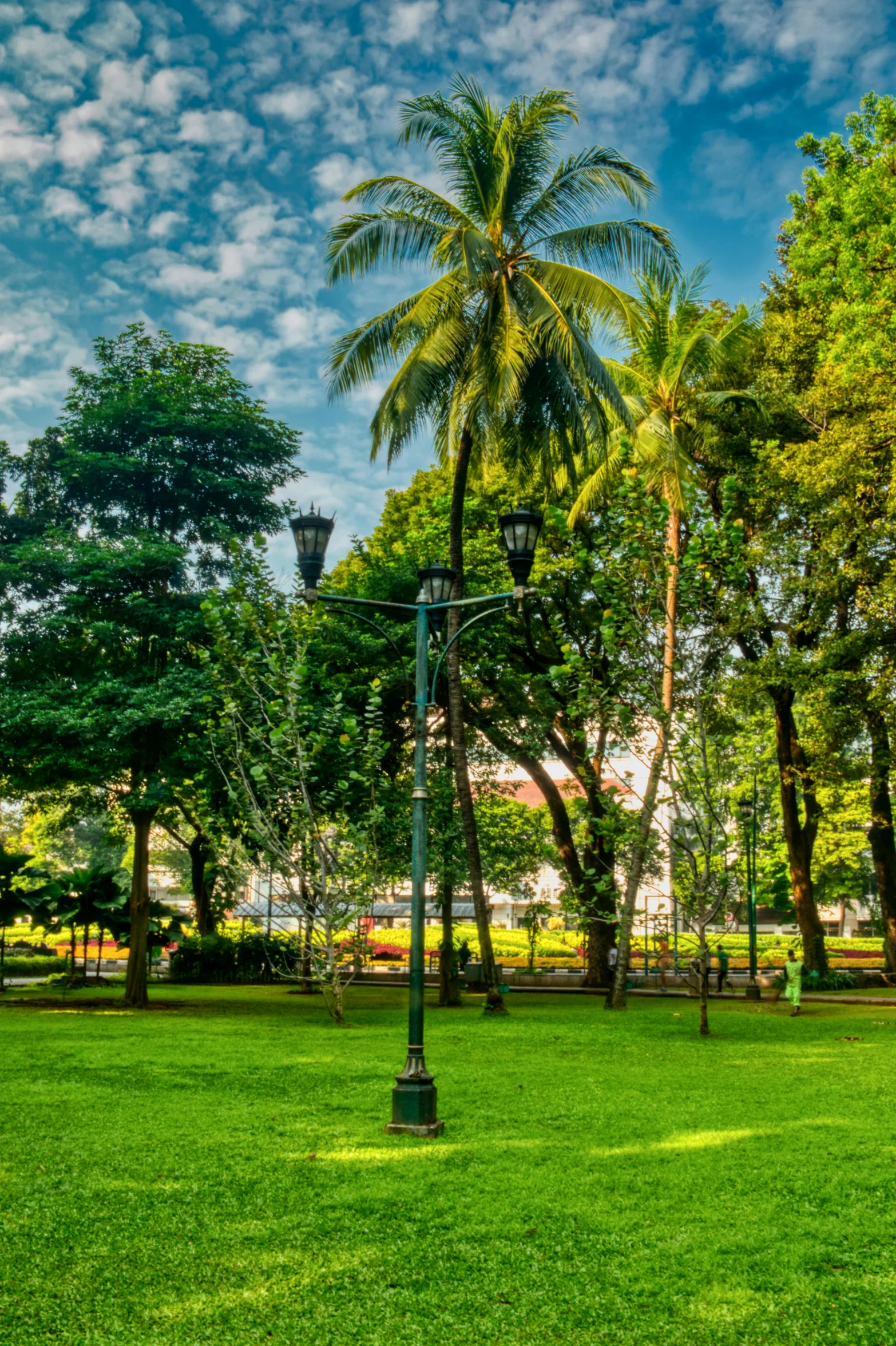 palm trees are in a green park near the grass