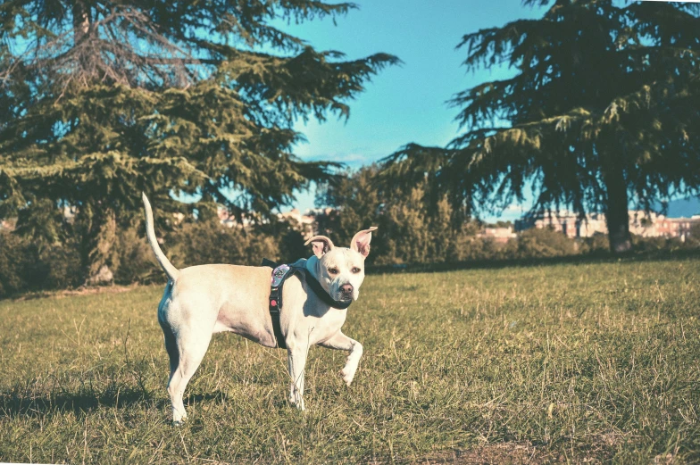 the small dog is walking in the field