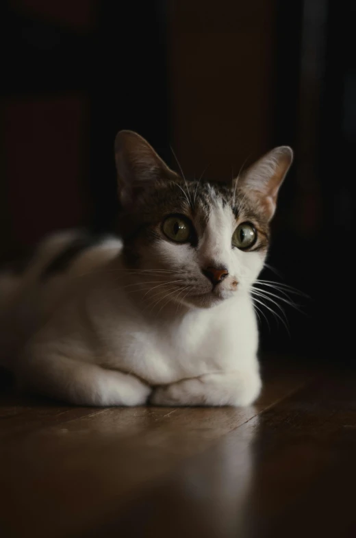 the cat is laying on the floor near the window