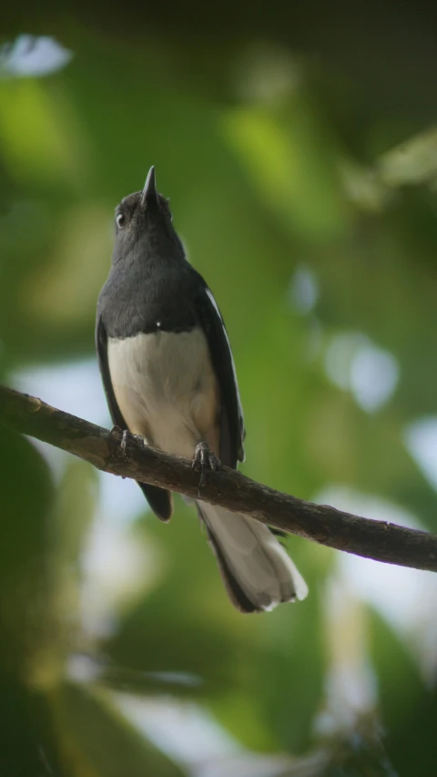 there is a black and white bird sitting on the tree nch