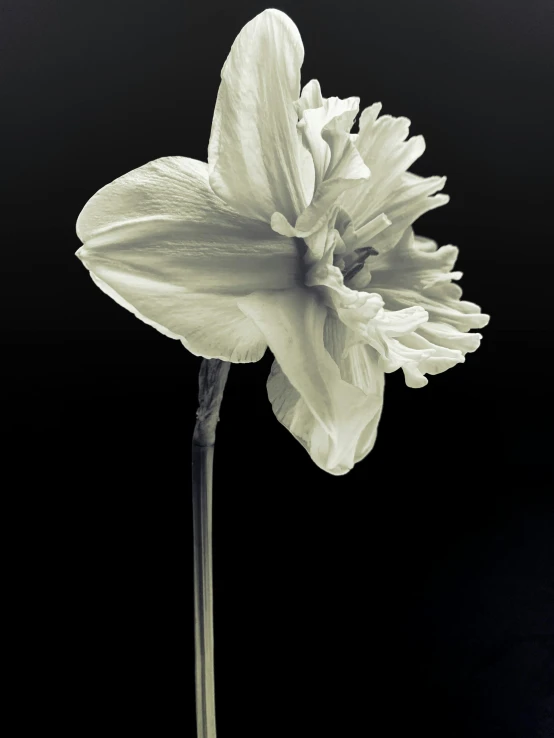 white daffodils with a dark background is the perfect image