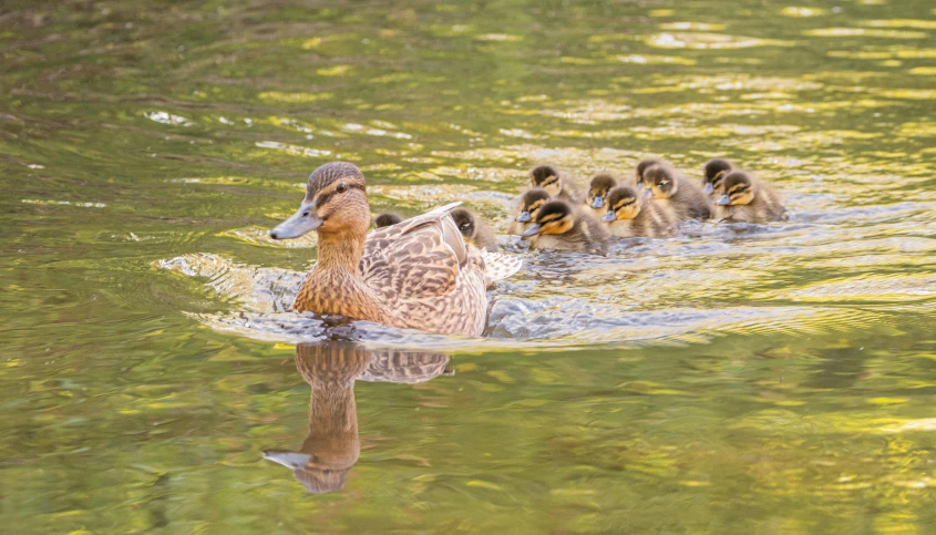 several ducklings are swimming through a lake