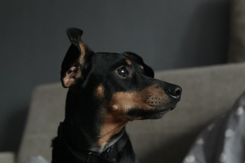 the large black and brown dog has his ears up