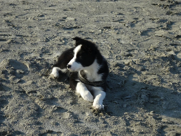 a dog that is laying down in the sand