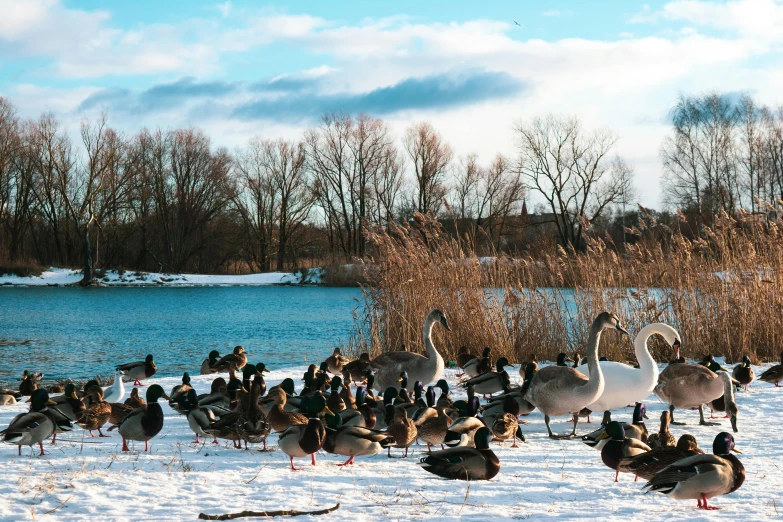 a large group of ducks in the snow together