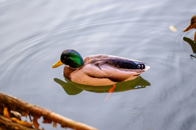 two ducks on the water next to a brown object