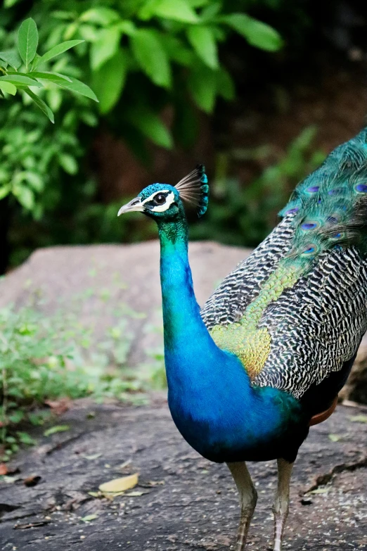 a peacock with blue feathers stands on rocks