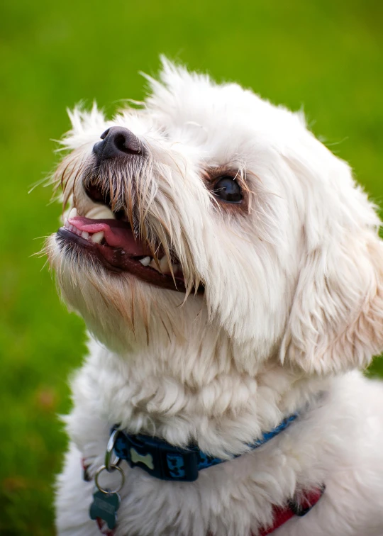 a white dog with a blue collar on it