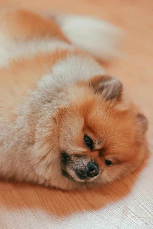 a little dog that is laying on the floor