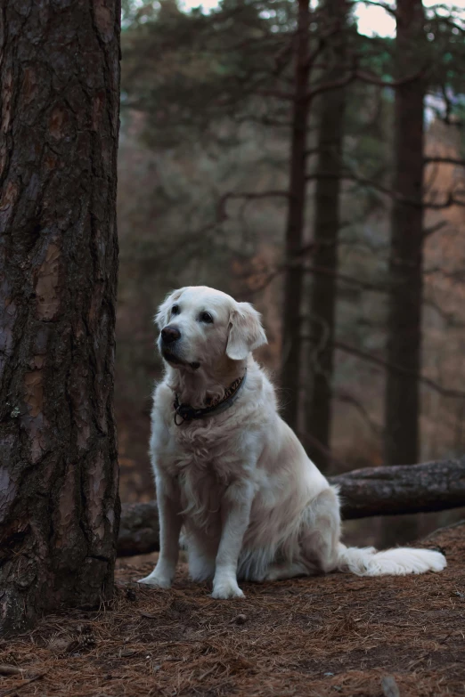 white dog in front of tree looking straight ahead