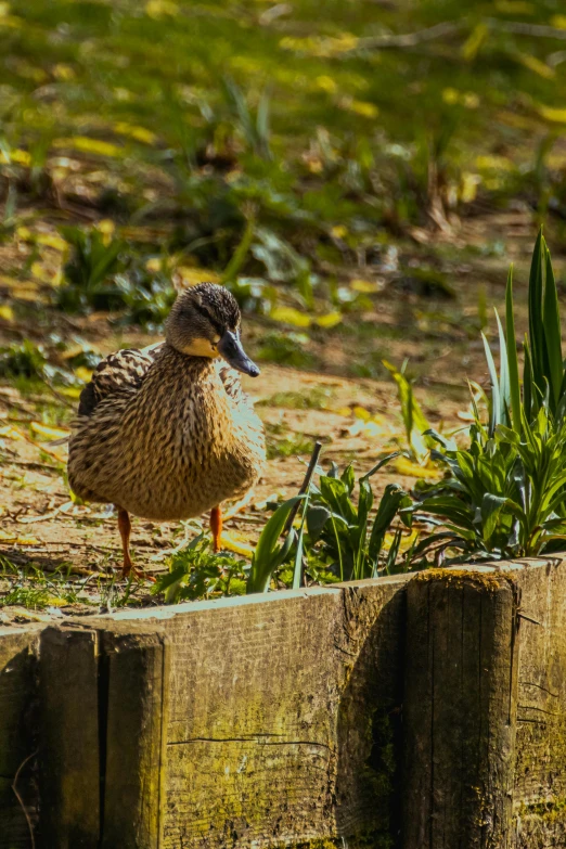 there is a duck that is standing on the ground