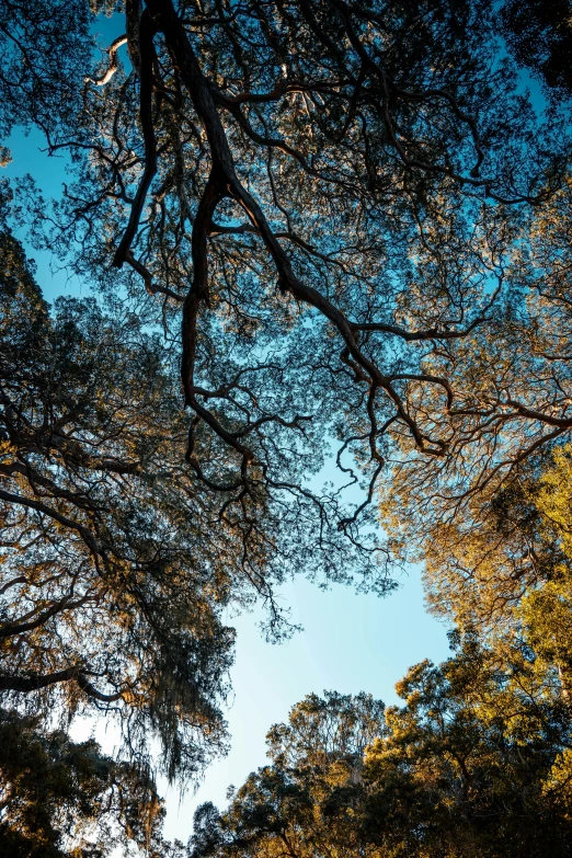 looking up at leaves and nches of a tree