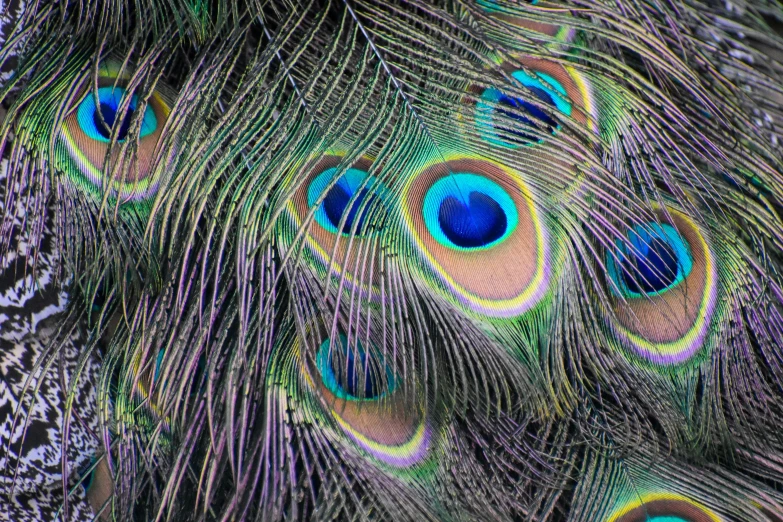 the beautiful feathers of a peacock are spread out