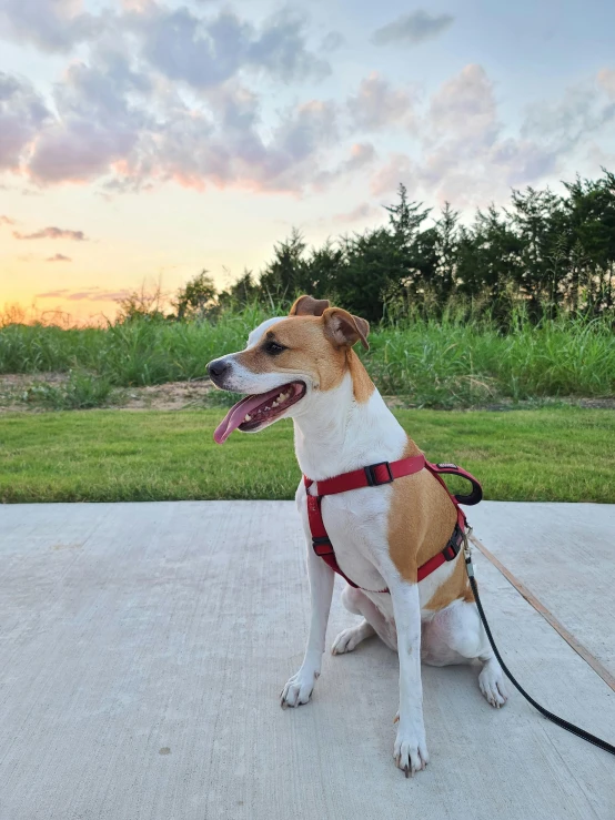 a dog sitting on the ground with its tongue out