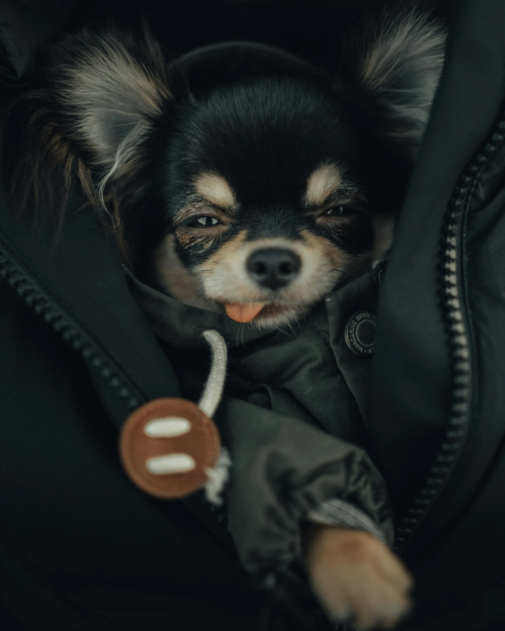 a small dog that is inside of a jacket