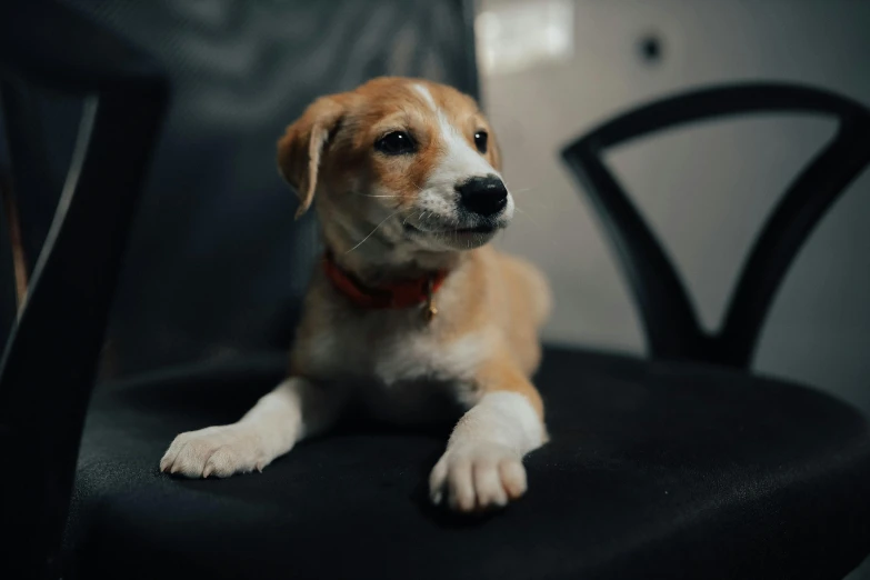 a small dog with white paws sitting on a black chair