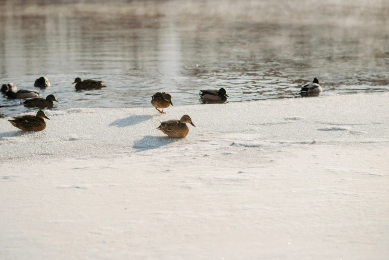 a group of ducks swimming in the water