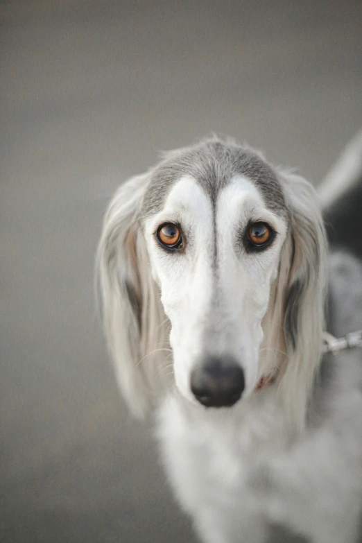a gray and white dog has it's head slightly tilted up