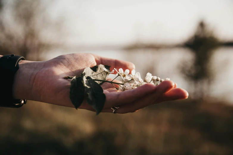 a hand is holding a small bunch of flowers