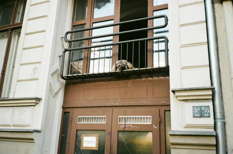 a small dog on a balcony next to the door