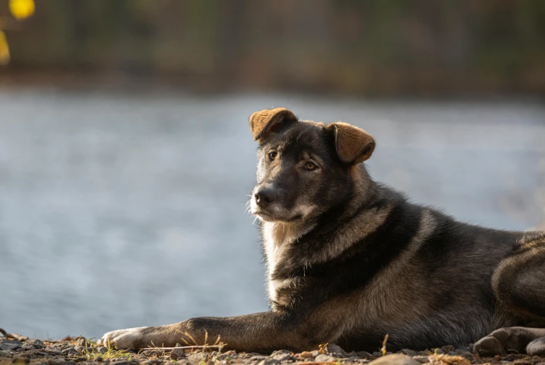 a black and brown dog laying on a beach