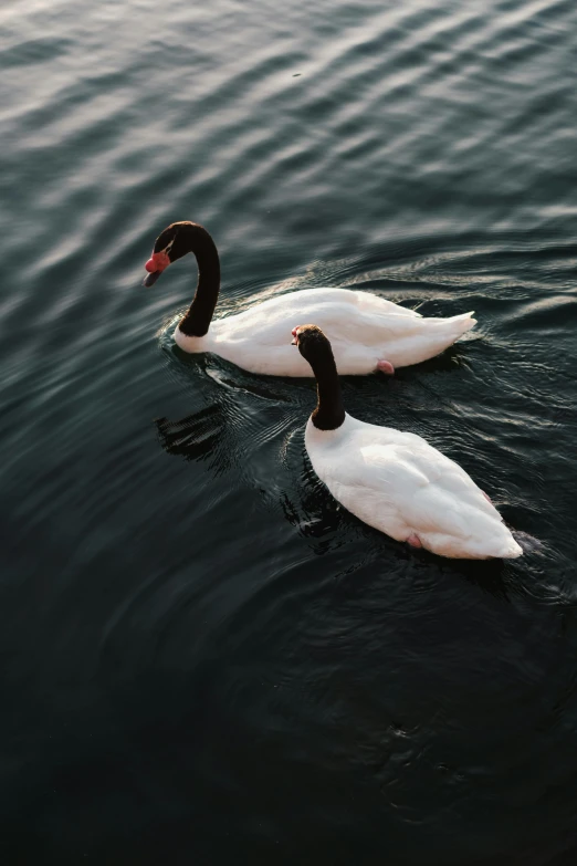 two white geese swimming together on top of the water