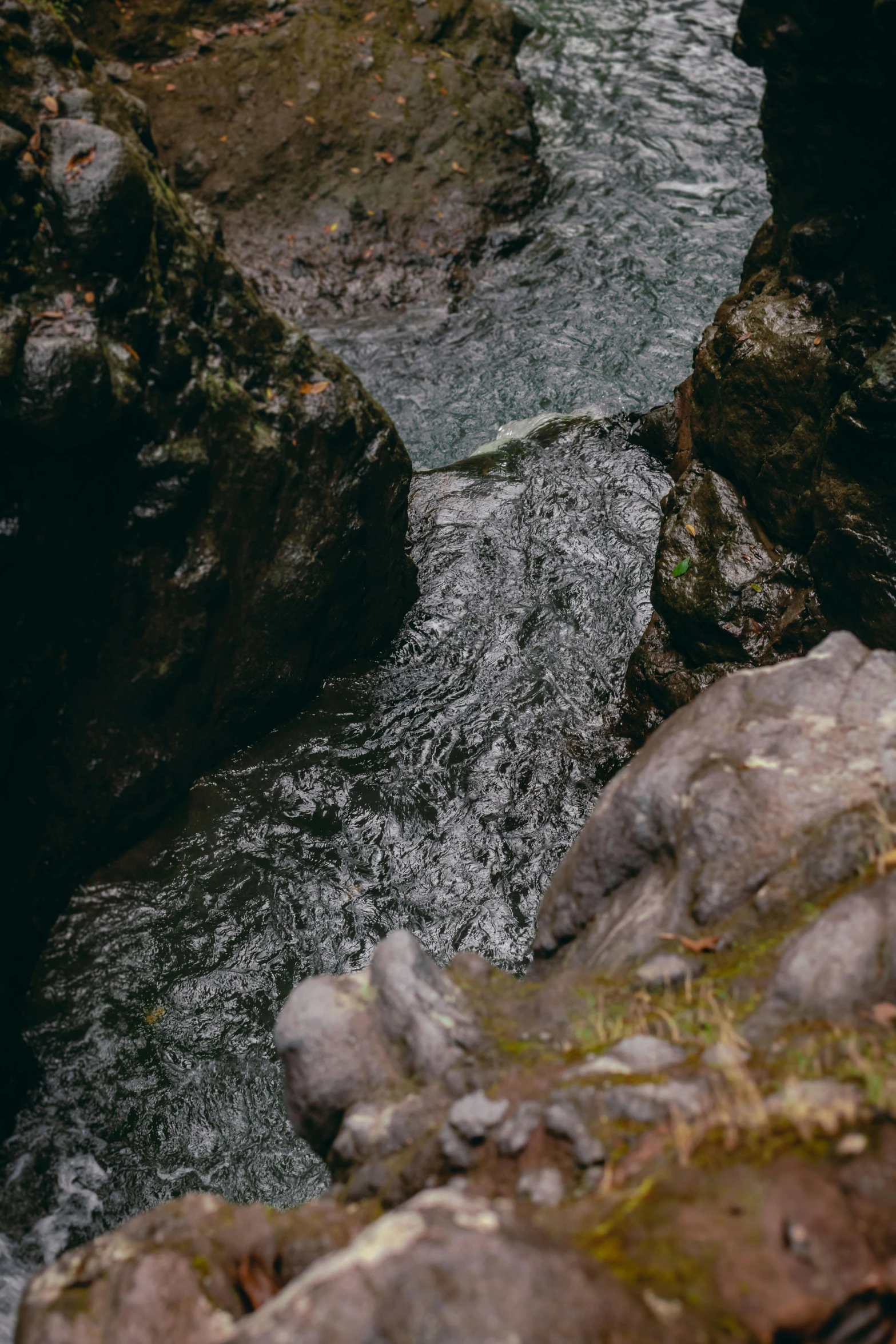 an animal with a collar on some rocks