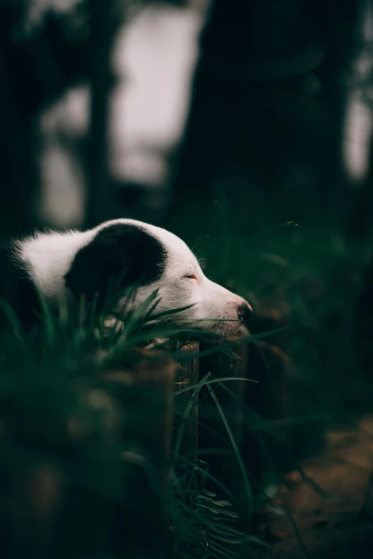 a dog is sitting in the grass alone