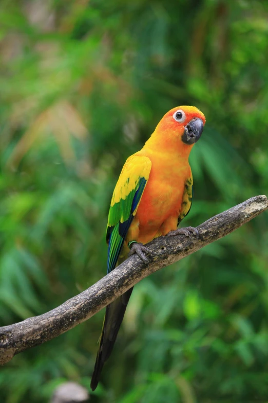 an orange and green bird perched on a nch