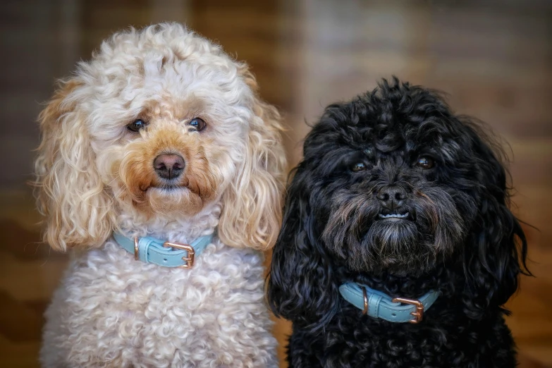 two poodles in blue collars staring at the camera