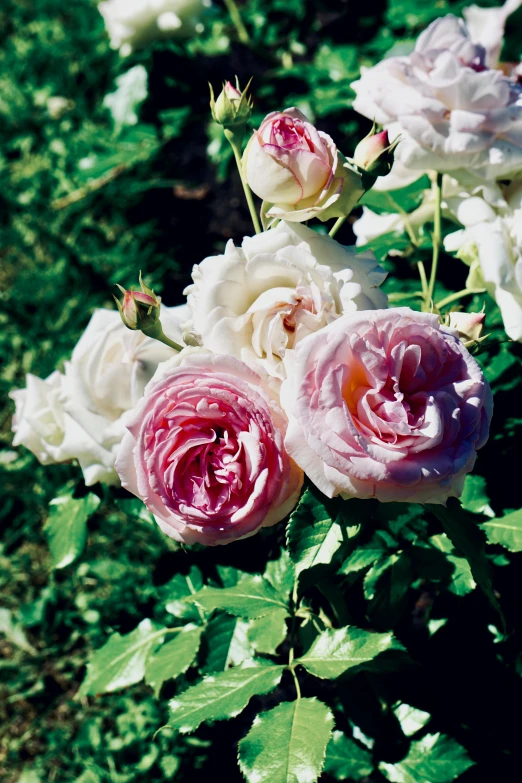 a close up of a bunch of flowers on a plant