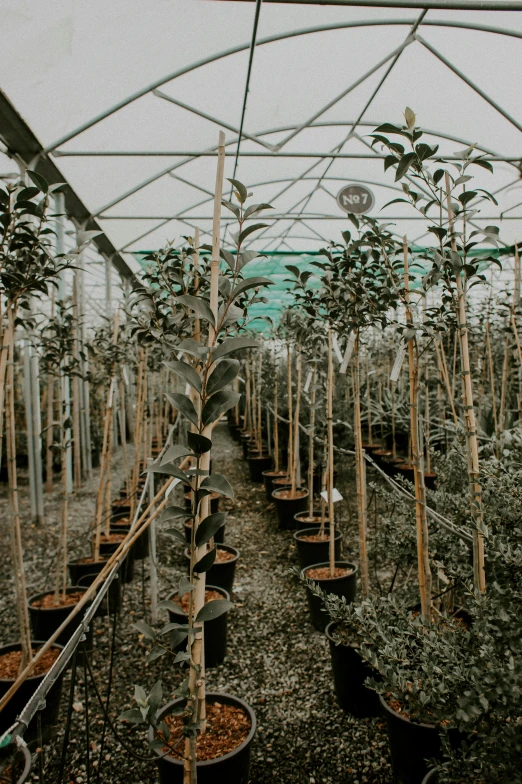 some potted plants sitting inside of a greenhouse