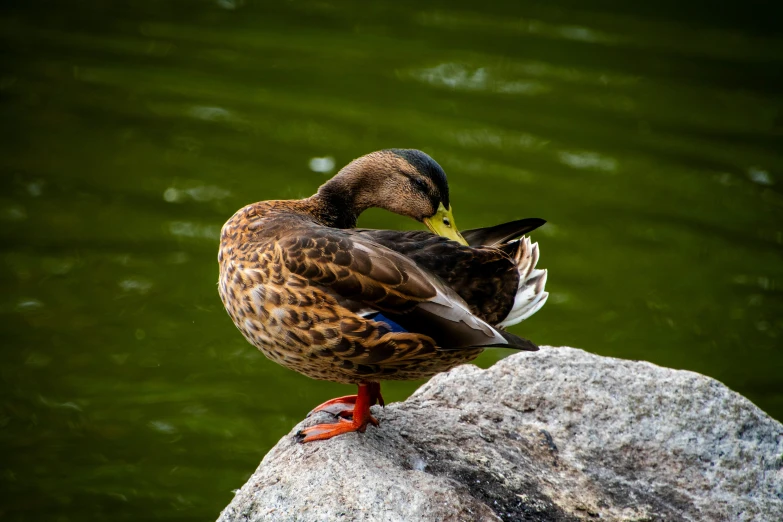 an orange and blue duck is sitting on a rock