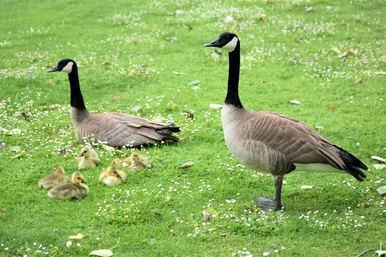 three geese and two ducklings in the grass