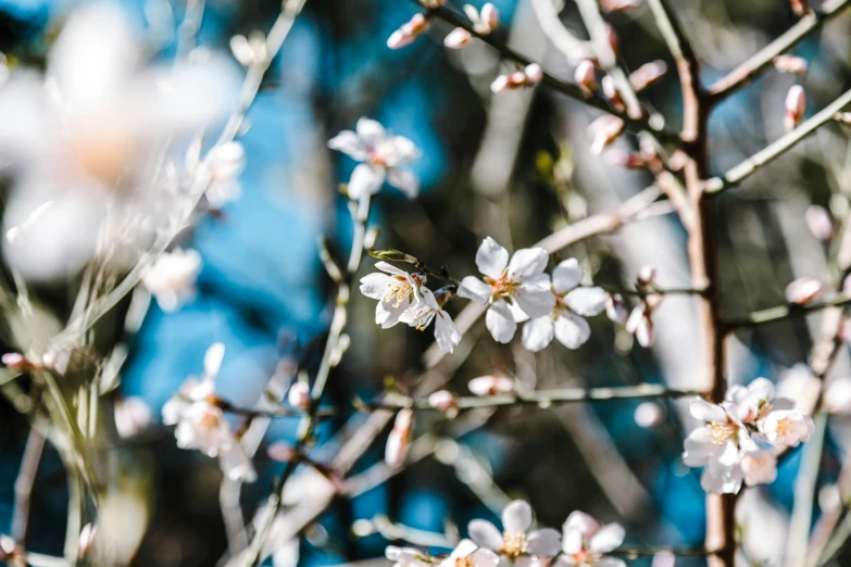 a small flower with some nches in front of it