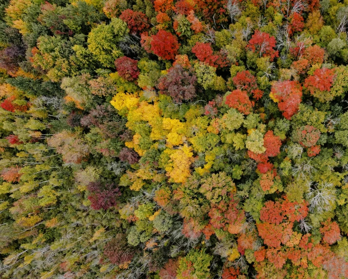 an aerial view of a tree with autumn leaves in the foreground