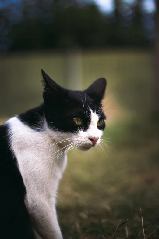 a black and white cat is staring straight ahead