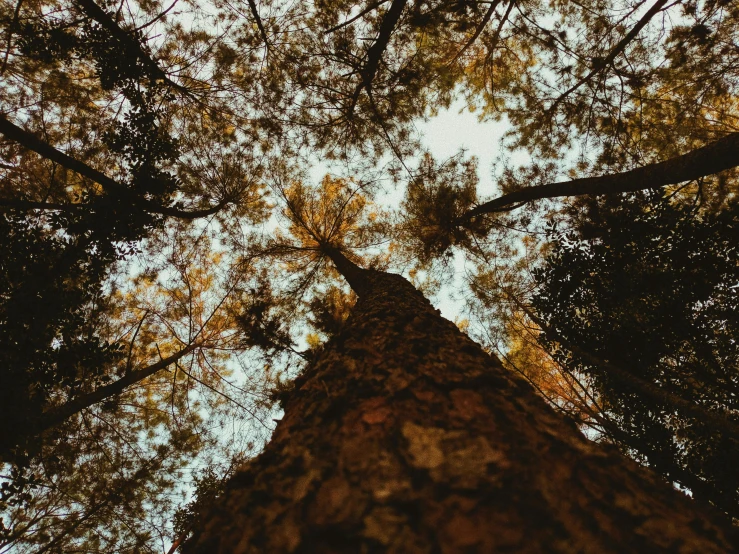 the top view of the trunk of a tall tree