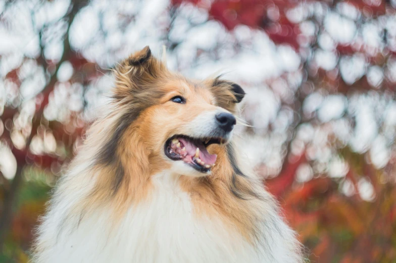 a dog in front of a tree with red leaves