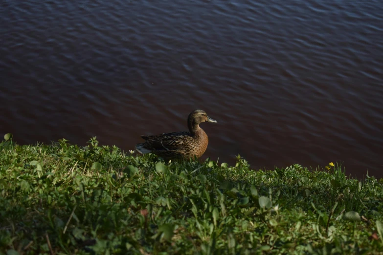a duck sits on the edge of a body of water
