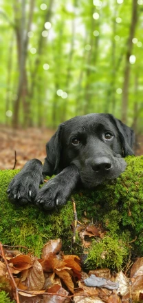 a black dog lays on the moss in the forest