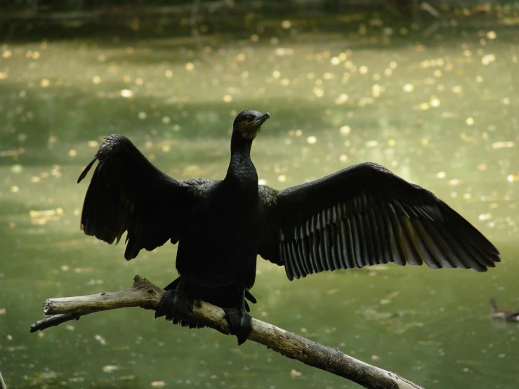 a large black bird perched on top of a nch