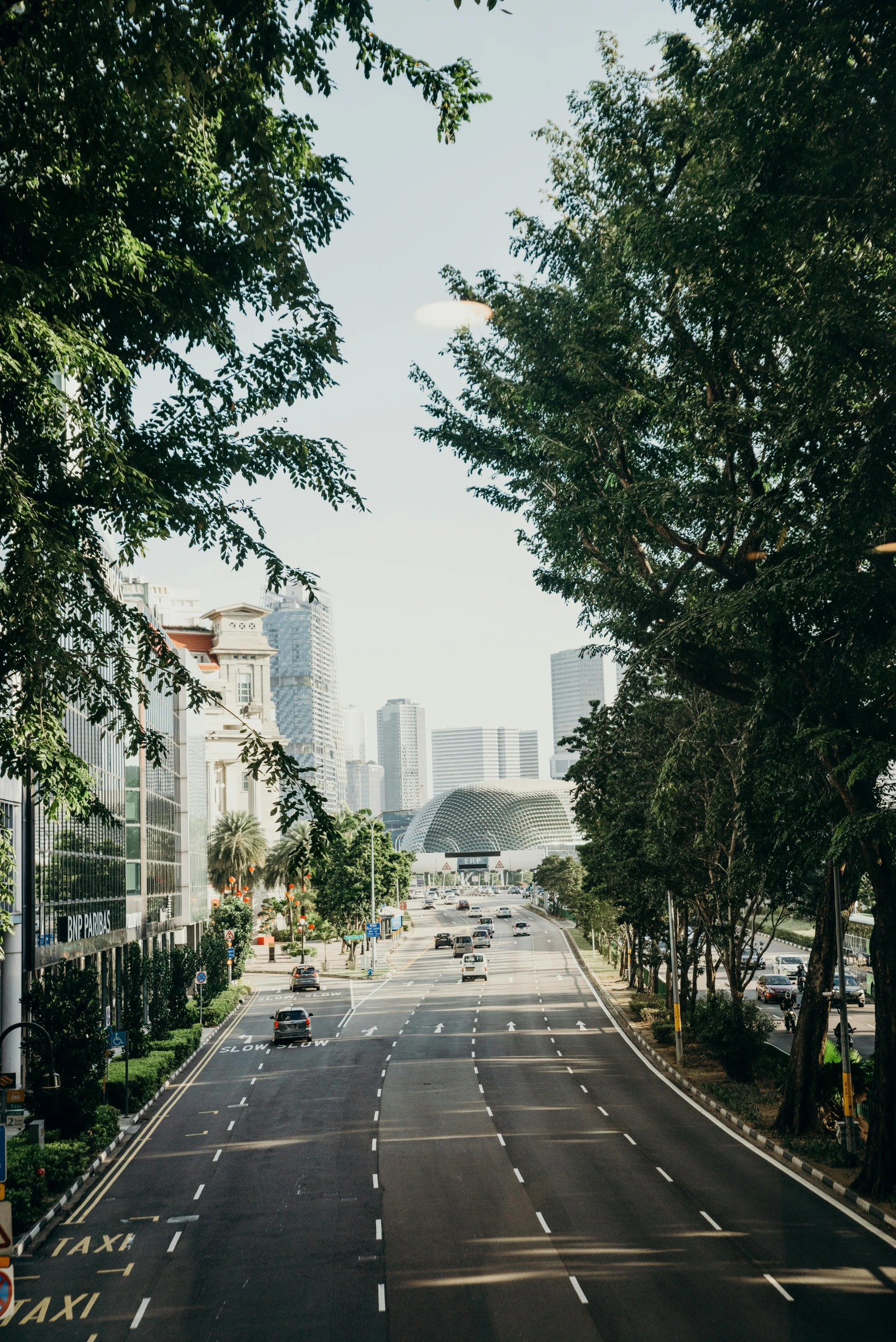 trees lining an empty road with lots of traffic