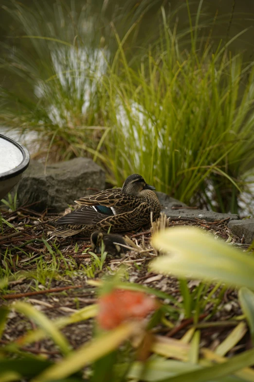 a bird is laying in the grass outside by some flowers